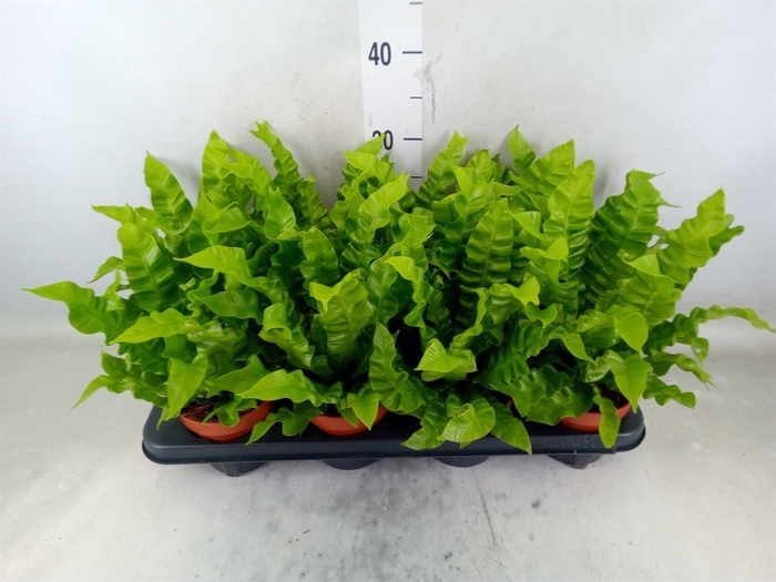 <h4>Asplenium nidus 'Crispy Wave'</h4>