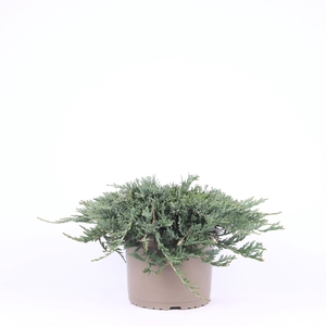 Juniperus Wiltonii