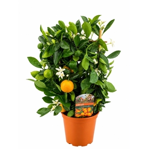 Citrus calamondin