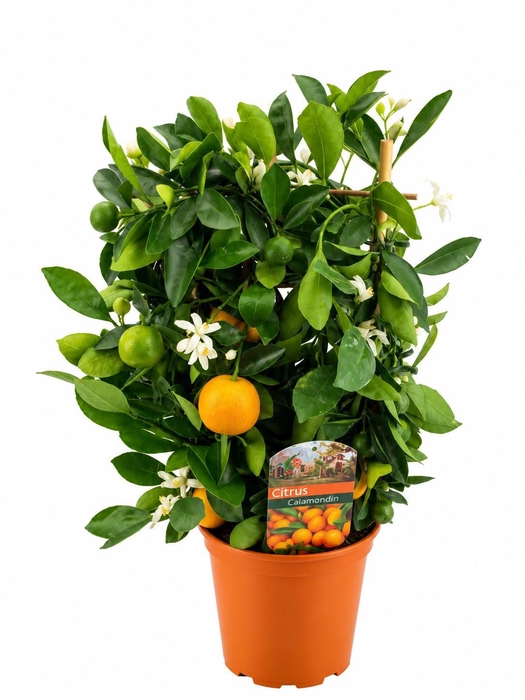 <h4>Citrus calamondin</h4>