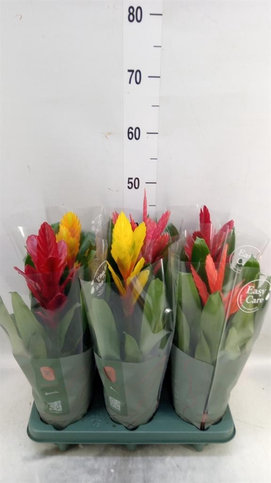 <h4>Vriesea   ...mix</h4>