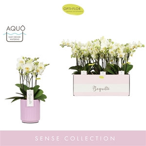 Boquetto Beauty 3-5 spike in Molise Lilac Aquo