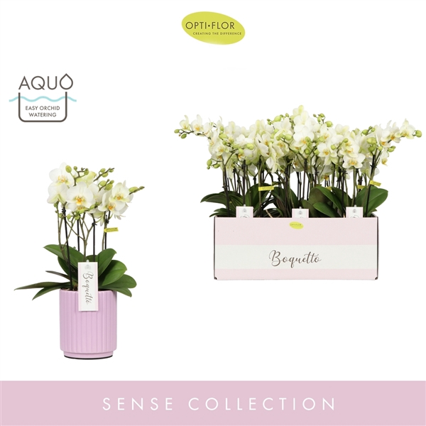 <h4>Boquetto Beauty 3-5 spike in Molise Lilac Aquo</h4>