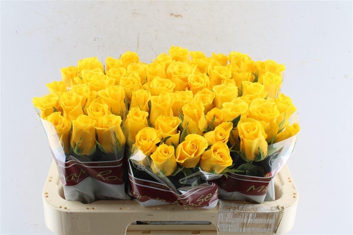 <h4>R Gr Momentum+</h4>