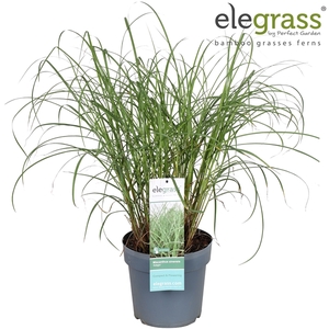 Miscanthus sinensis 'Adagio' P23