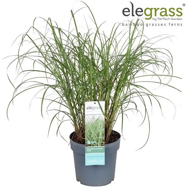 <h4>Miscanthus sinensis 'Adagio' P23</h4>