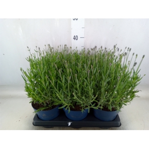 Lavandula angus. 'Felice'