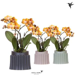 Kolibri Orchids Phalaenopsis Jewel Las Vegas 4 spike in Raw pot mix