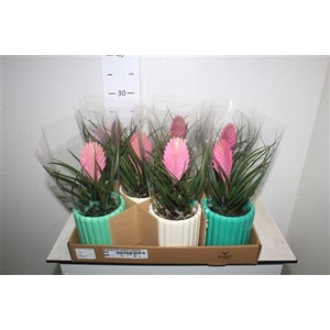 Arr Kamerpl Till Cyanea