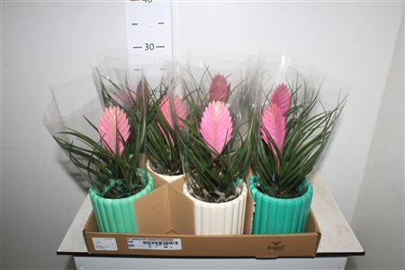 <h4>Arr Kamerpl Till Cyanea</h4>