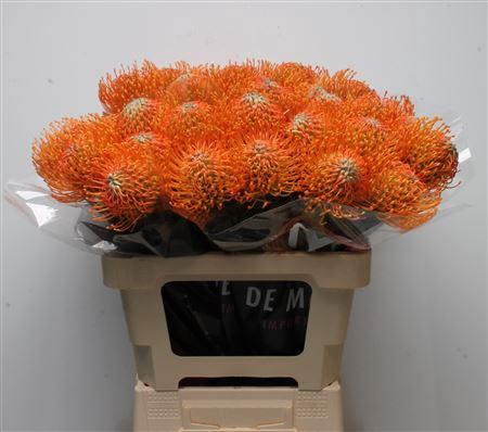 <h4>Leuco Ayoba Orange</h4>