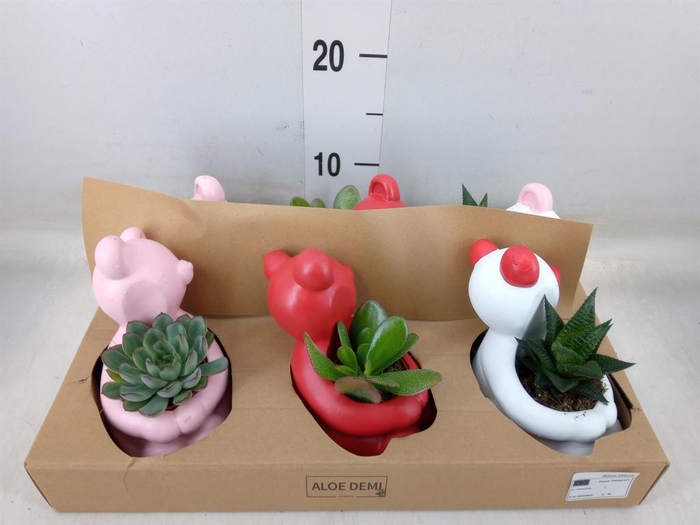 <h4>Succulents   ...</h4>