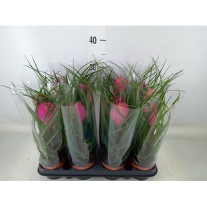 Tillandsia cyanea 'Anita'