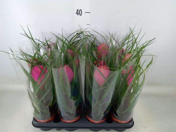 <h4>Tillandsia cyanea 'Anita'</h4>