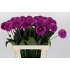 Dahlia Purple Fox