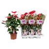 Anthurium Andreanum rose California