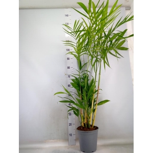 Chamaedorea seifrizii