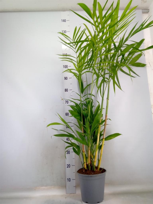 <h4>Chamaedorea seifrizii</h4>