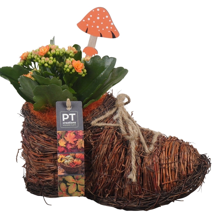 <h4>Arr.   Planten L%</h4>