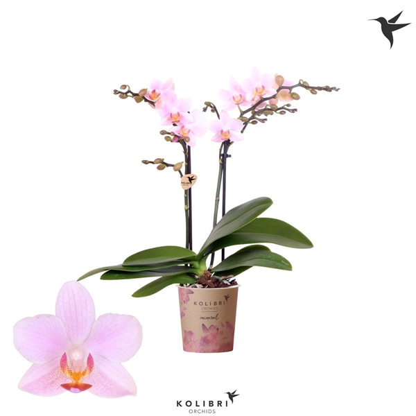 <h4>Kolibri Phal 2-tak Armenia</h4>
