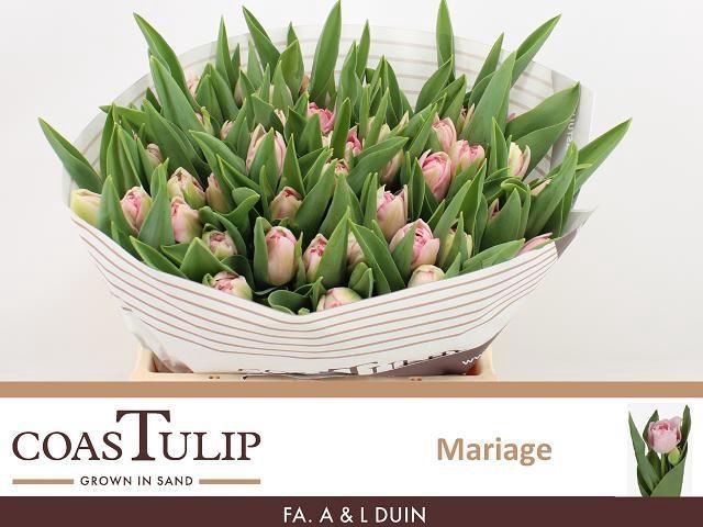 <h4>TU DU MARIAGE</h4>