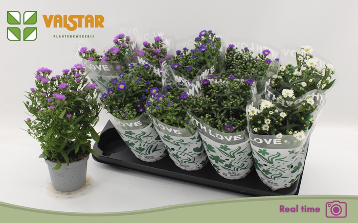 <h4>ASTE STARL GEM</h4>