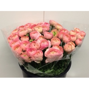 Ran Su Sr Venere Super