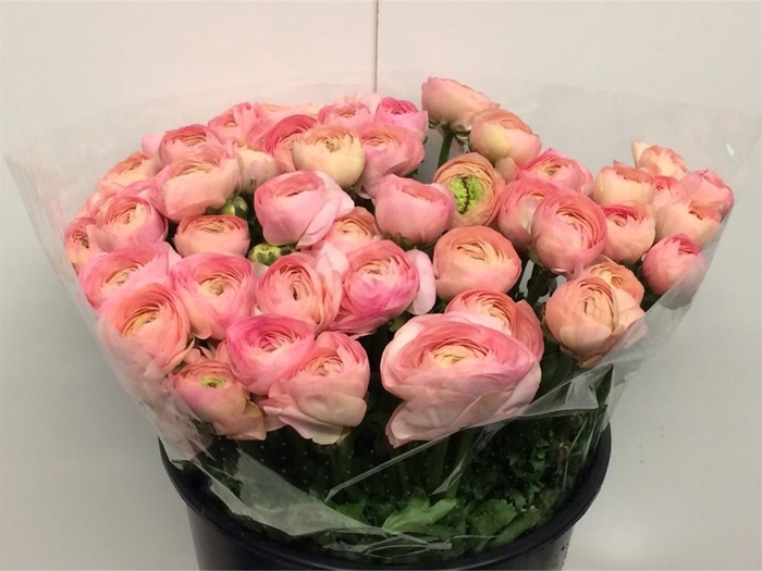 <h4>Ran Su Sr Venere Super</h4>