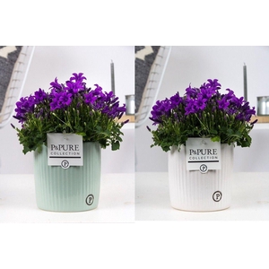 Campanula Porto Ll Pure Sophie