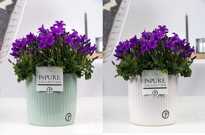<h4>Campanula Porto Ll Pure Sophie</h4>