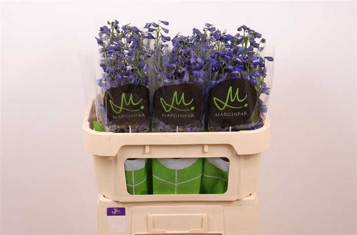 <h4>Delph En Bella Andes Azure</h4>