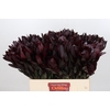 Leucadendron Saf Sunset Dark R.