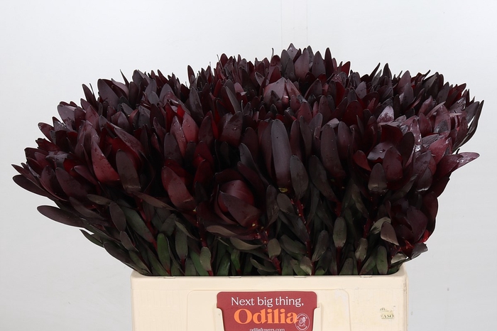 Leucadendron Saf Sunset Dark R.