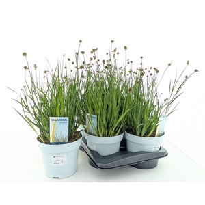 JUNC ENSIFOLIUS
