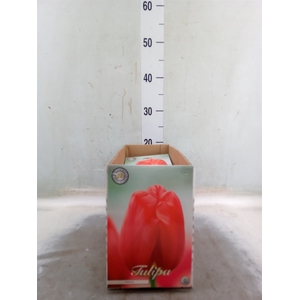 Tulipa   ...flowerbulbs