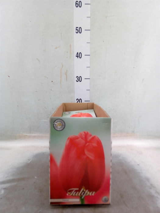 <h4>Tulipa   ...flowerbulbs</h4>