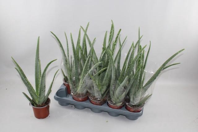 <h4>ALOE VERA</h4>