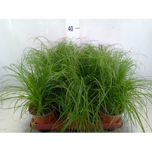 Cyperus alternifolius 'Zumula'