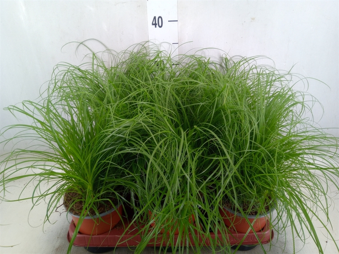 <h4>Cyperus alternifolius 'Zumula'</h4>
