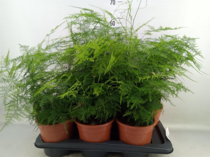 <h4>Asparagus setaceus</h4>