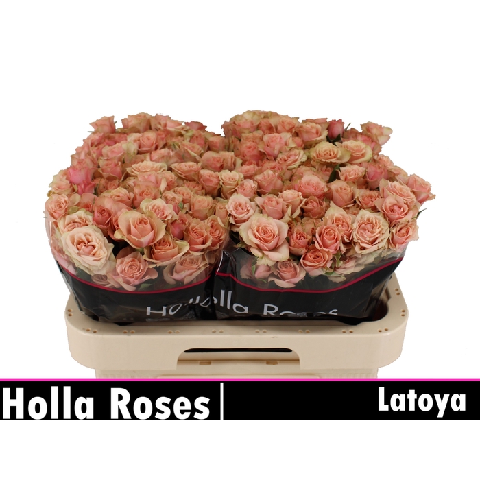 <h4>R TR LATOYA</h4>