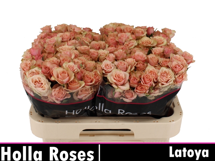 R TR LATOYA