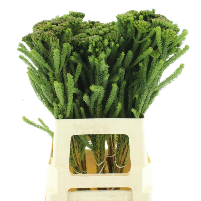 <h4>Kaaps Albiflora Mature</h4>