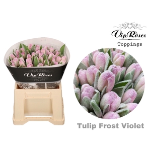 Tu En Vip Frost Violet