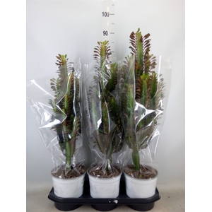 Euphorbia trigona 'Rubra'
