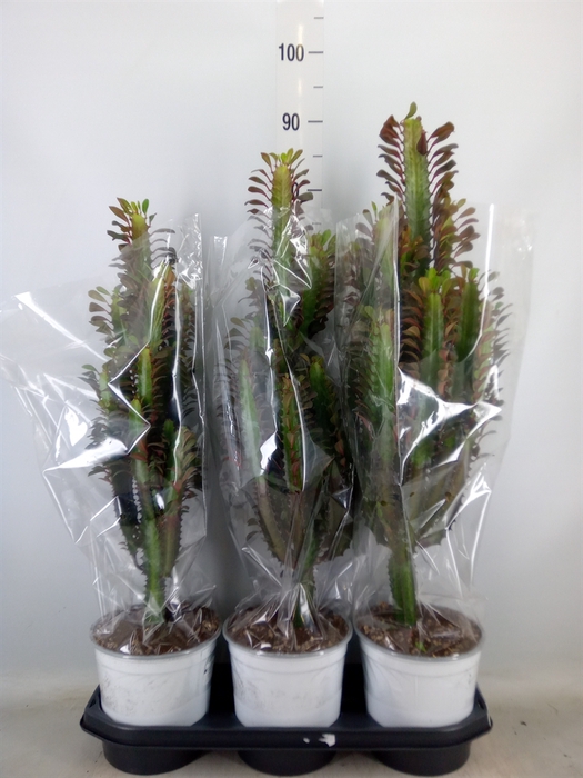 <h4>Euphorbia trigona 'Rubra'</h4>