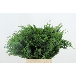 Conifeer Green Per Bunch