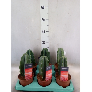 Cereus   ...