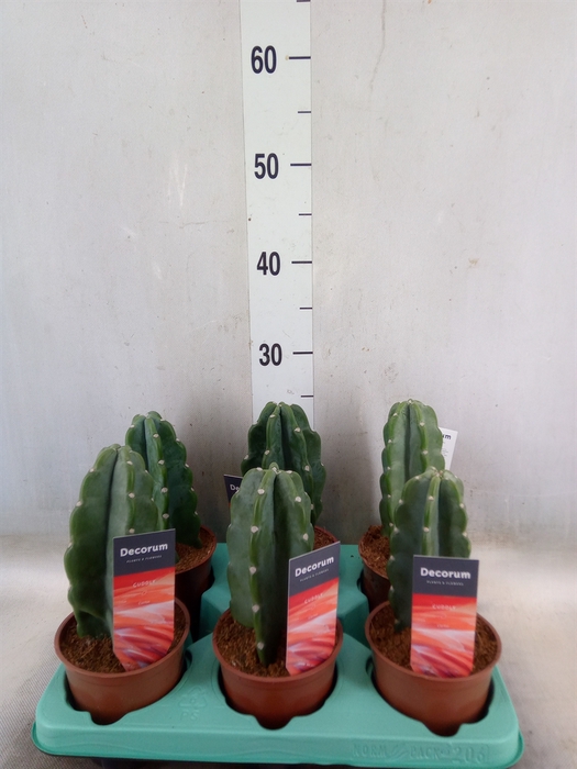 <h4>Cereus   ...</h4>