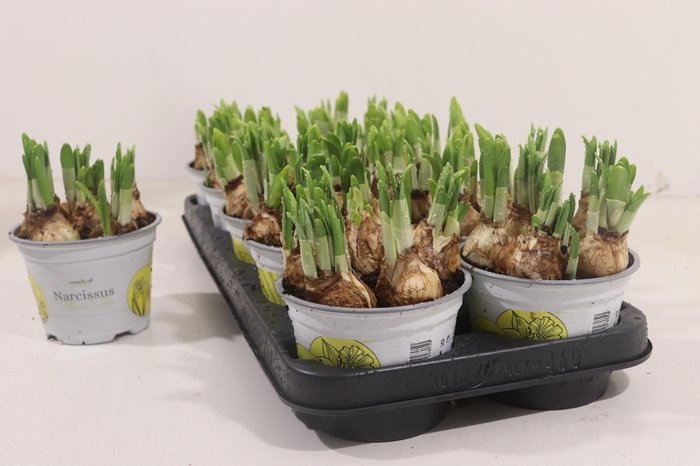 <h4>NARC O TETE A TETE</h4>